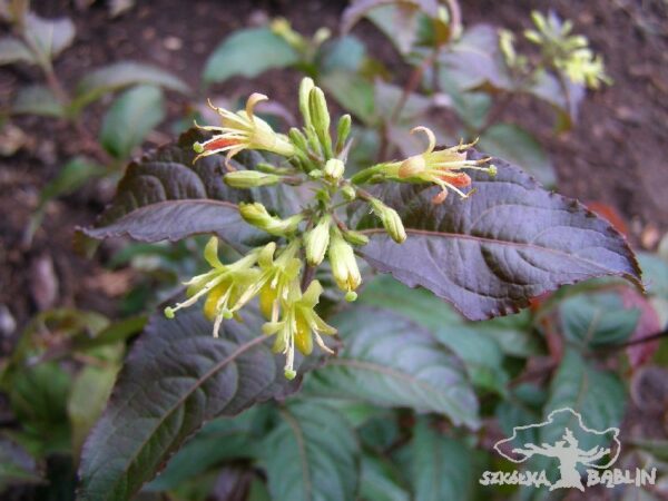 Zadrzewnia 'Troja Black'