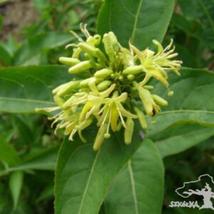 Zadrzewnia krótkoogonkowa 'Butterfly'