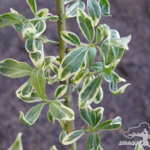 Trzmielina oskrzydlona 'Silver Cloud'