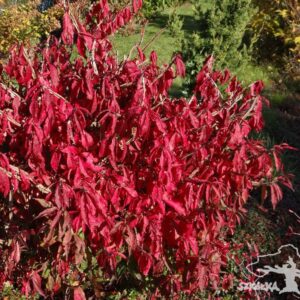 Trzmielina oskrzydlona