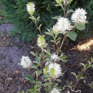 Fotergilla gardena 'Suzanne'