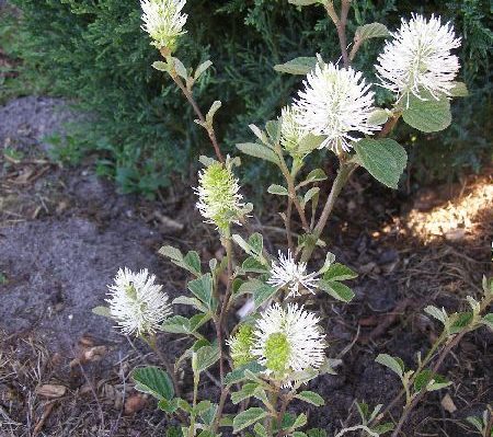 Fotergilla gardena 'Suzanne'