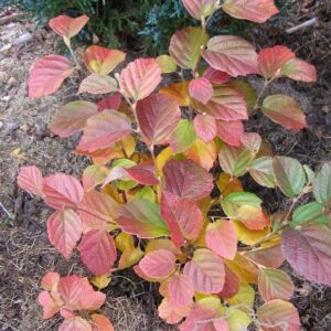 Fothergilla gardenii 'Suzanne'