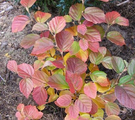 Fothergilla gardenii 'Suzanne'