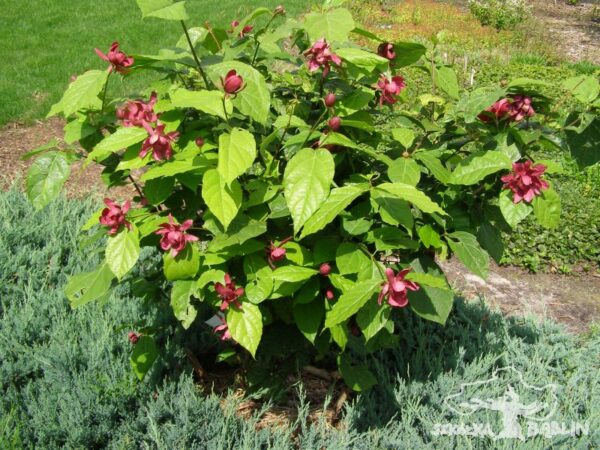 Calycanthus x raulstonii 'Hartlage Wine'