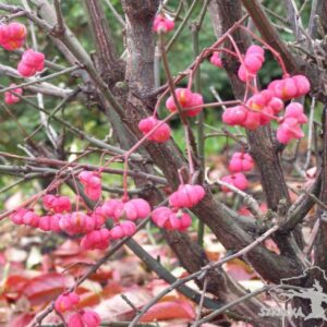 Trzmielina pospolita 'Scarlet Wonder'