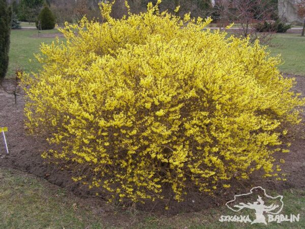 Forsycja 'Maluch'