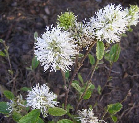Fotergilla gardena 'Blue Mist'