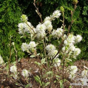 Fotergilla gardena 'Glaucophylla'