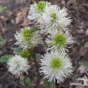 Fotergilla gardena 'Mount Airy'
