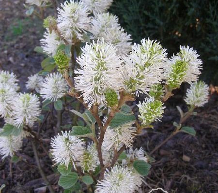 Fotergilla pośrednia 'Beaver Creek'