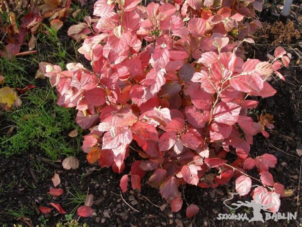 Fothergilla x intermedia 'Beaver Creek'