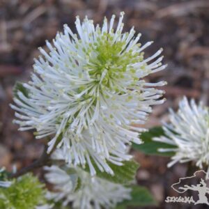 Fotergilla pośrednia 'Sea Spray'