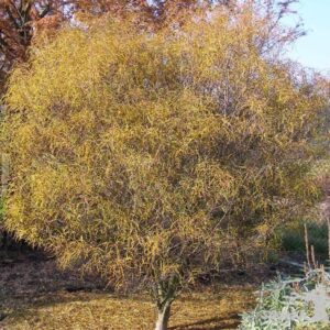 Kruszyna pospolita 'Aspleniifolia'