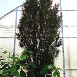 Frangula alnus 'Fine Line'