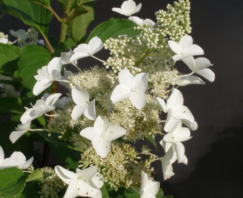 Hortensja bukietowa 'Papillon'
