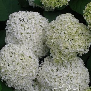 Hortensja krzewiasta 'Grandiflora'