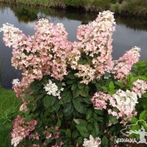 Hortensja bukietowa 'Everest'