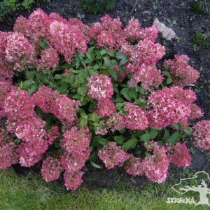 Hortensja bukietowa 'Lammetje'