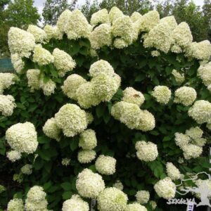 Hortensja bukietowa 'Limelight' ®