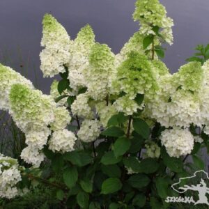 Hortensja bukietowa 'Magical Moonlight' ®