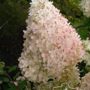 Hortensja bukietowa 'Mega Pearl'