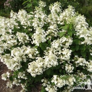 Hortensja bukietowa 'Mid Late Summer'
