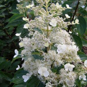 Hortensja bukietowa 'October Bride'