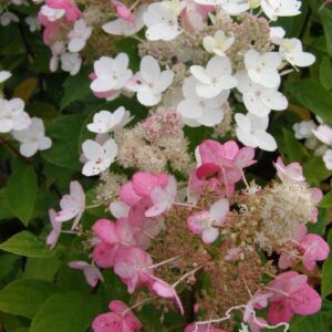 Hortensja bukietowa 'Pee Wee'