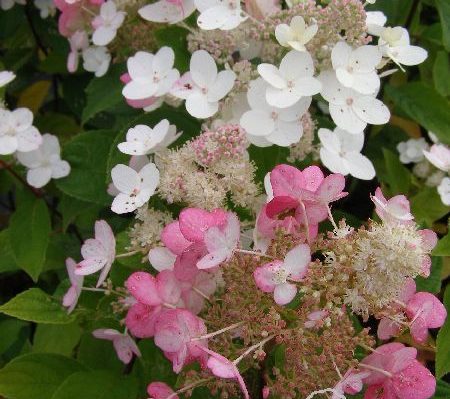 Hortensja bukietowa 'Pee Wee'