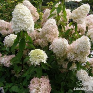 Hortensja bukietowa 'Phantom'