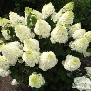 Hortensja bukietowa 'Silver Dollar'