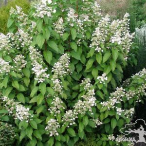 Hortensja bukietowa 'Tender Rose'