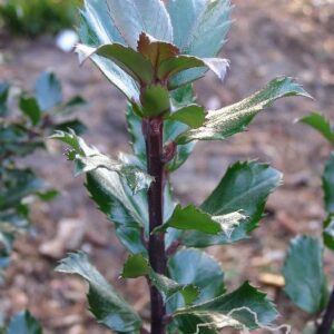 Ostrokrzew mieszańcowy 'Blue Prince'