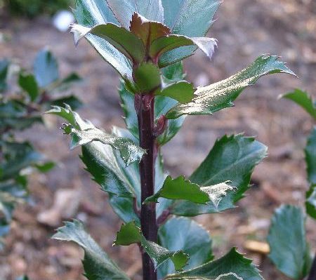 Ostrokrzew mieszańcowy 'Blue Prince'