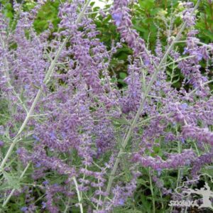 Perowskia 'Blue Spire'