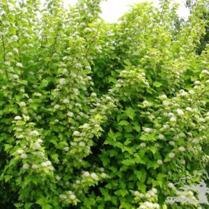 Pęcherznica kalinolistna 'Luteus'