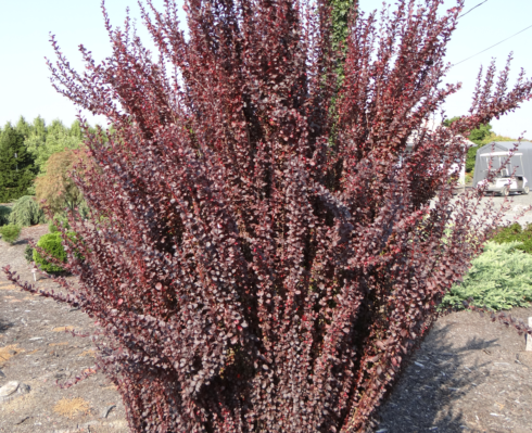 Berberis thunbergii 'Helmond Pillar'
