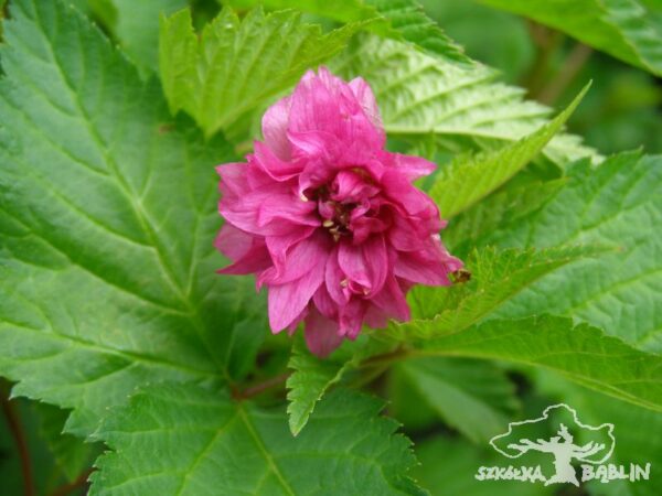 Malina okazała 'Olympic Double'