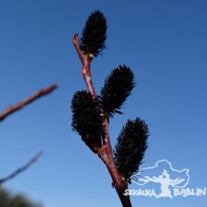 Salix gracilistyla 'Melanostachys'
