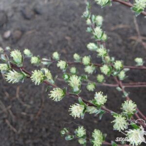 Salix x finmarchica