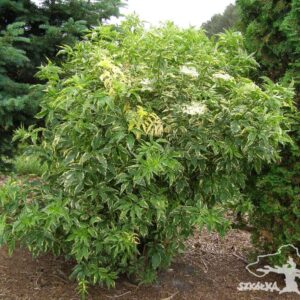 Sambucus nigra 'Marginata'