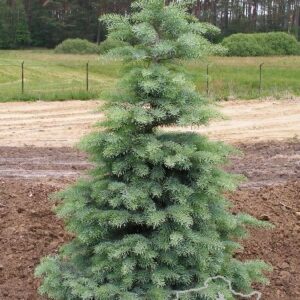 Abies concolor