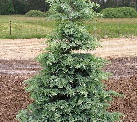 Abies concolor