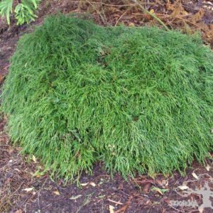 Chamaecyparis pisifera 'Filifera Nana'