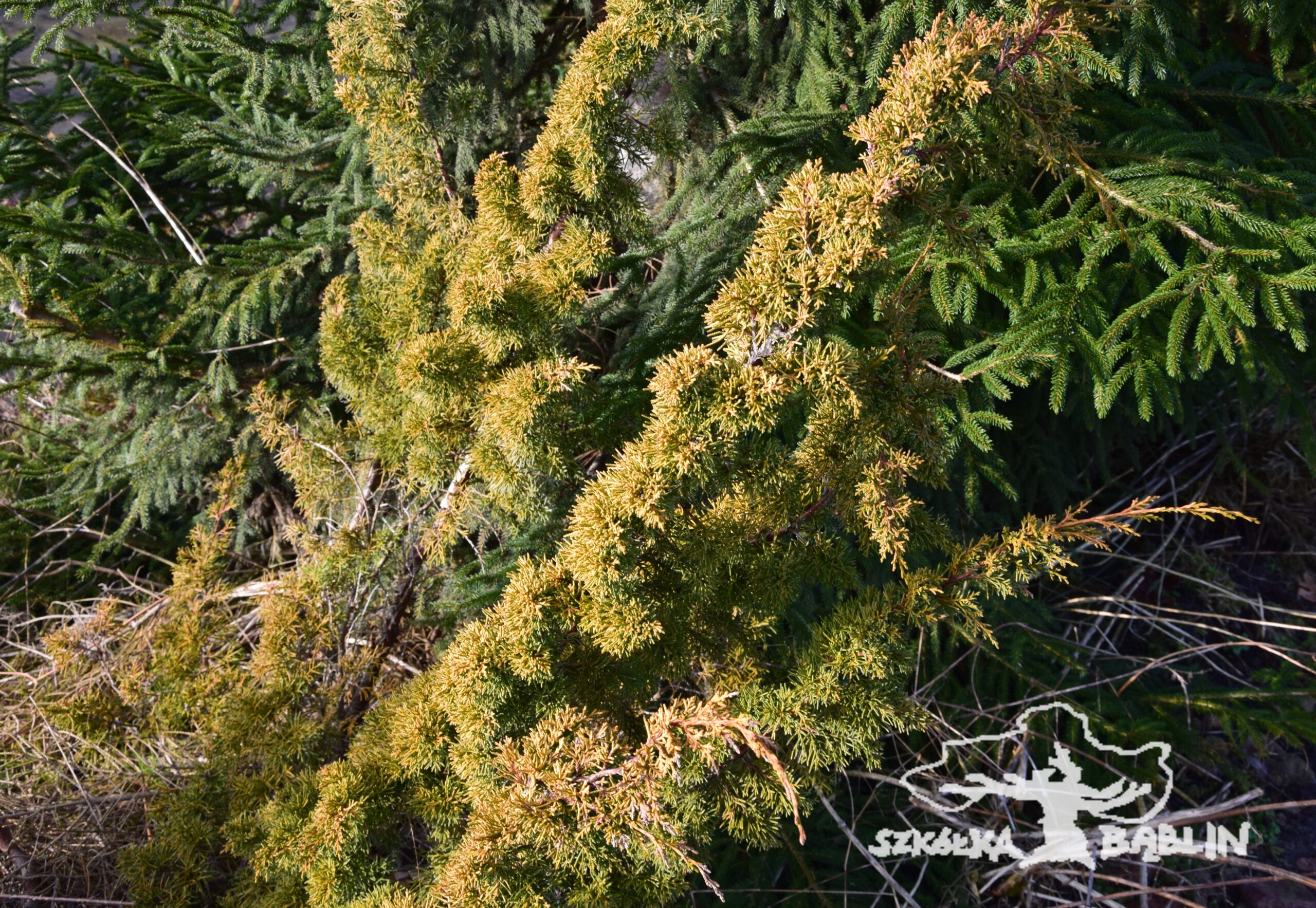 Juniperus chinensis 'Plumosa Aurea' ..