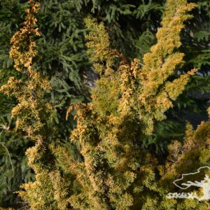 Juniperus chinensis 'Plumosa Aurea'