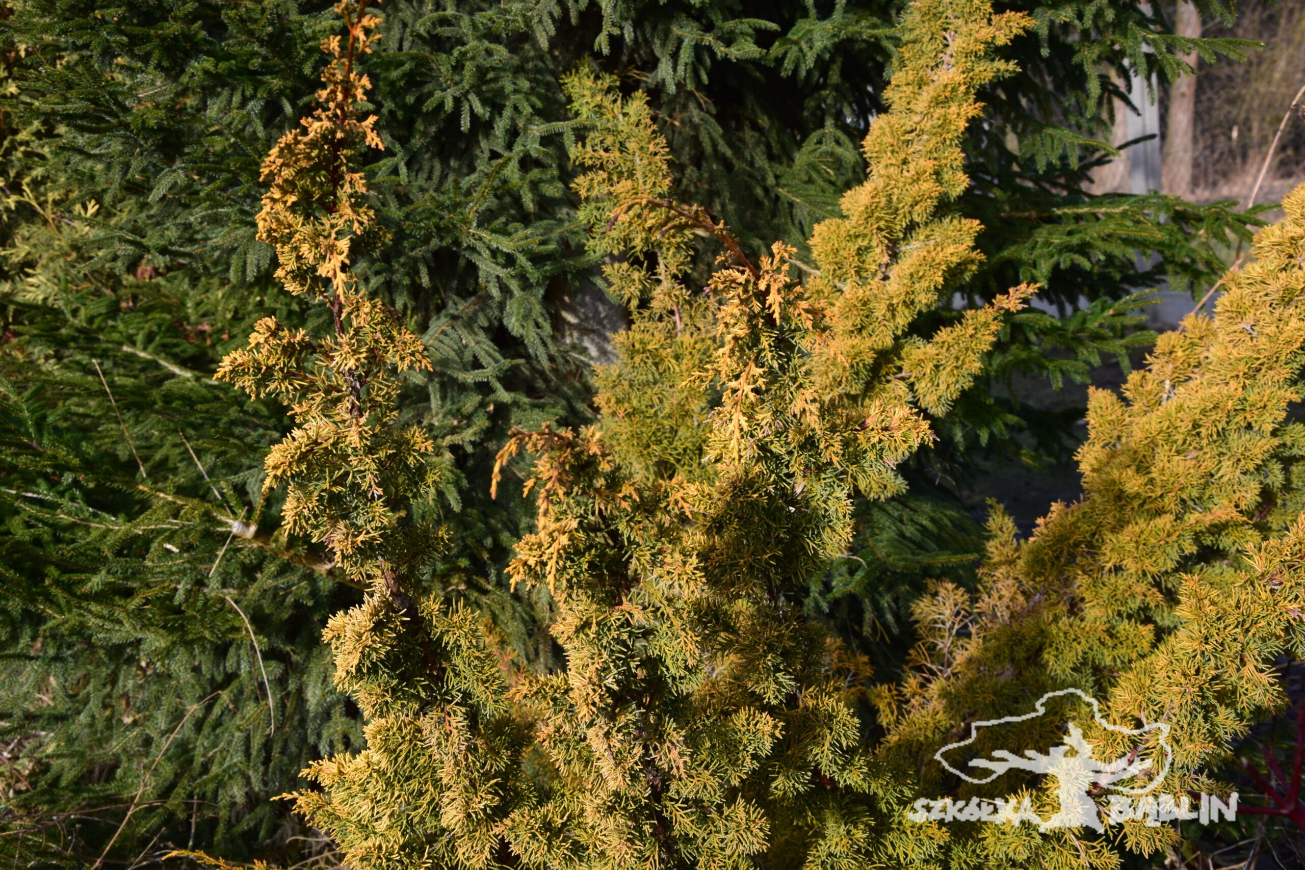 Juniperus chinensis 'Plumosa Aurea'