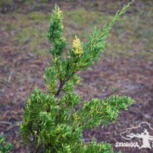 Juniperus chinensis 'Plumosa Aureovariegata'