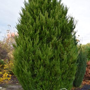 Juniperus chinensis 'Spartan'